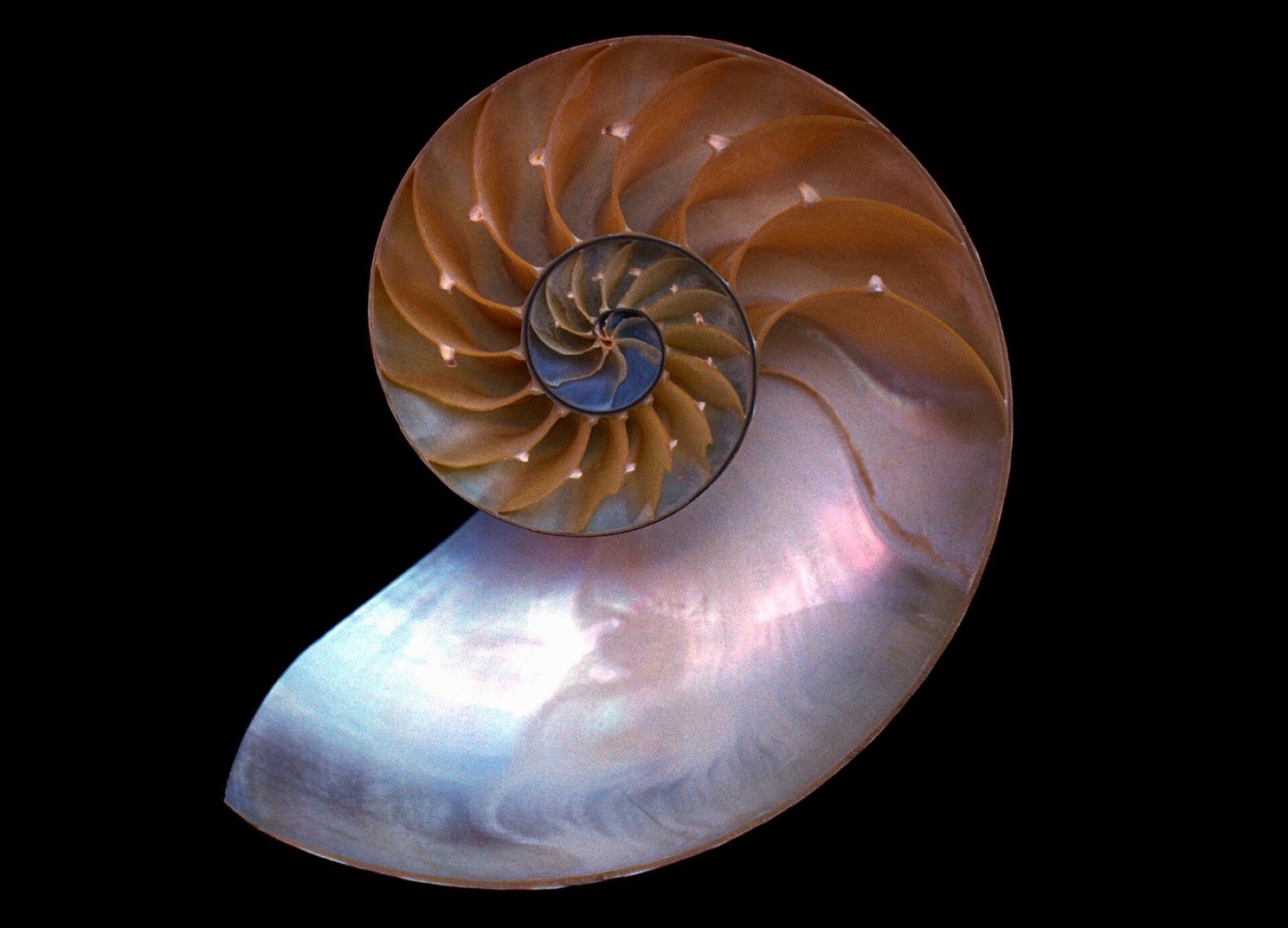 The inside of a nautilus shell cut in half: pearly chambers spiralling inward against black.